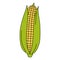 Cartoon maize ear. Vector illustration of mature corn isolated on white. Colorful corn cob