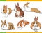 Cartoon miniature rabbits animal characters set