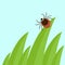 Cartoon mite in the tall green grass flat vector illustration, mite hiding in the grass, tick-borne mite color icon