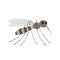 Cartoon mosquito character. Vector illustration Isolated. EPS10