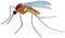 Cartoon mosquito flying insect animal vector drawing