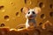 Cartoon mouse tales Animated adventures of a tiny mouse and cheese