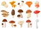 Cartoon mushrooms. Poisonous and edible mushroom, chanterelle, cep, amanita and truffle isolated vector illustration set