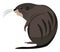 Cartoon muskrat set on isolated white background viewed from behind vector or color illustration