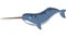 Cartoon narwhal isolated on white background