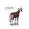 A cartoon okapi,  on a white background. Animal alphabet.