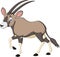 Cartoon orix gazelle isolated on white background