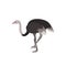 Cartoon Ostrich Bird Symbol of African Fauna. Vector