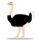 Cartoon Ostrich Isolated On Blank Background