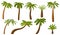 Cartoon palm tree. Summer coco palms, jungle coconut. Isolated beach plants. Tropical island green flora, seaside