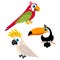 Cartoon parrots set and parrots wild animal birds isolated on white background