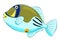 Cartoon picasso triggerfish