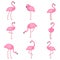 Cartoon pictures of exotic pink bird flamingo. Vector illustrations isolate