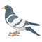 Cartoon pigeon, feather creature Vector Icon