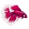 Cartoon pink betta fish, siamese fighting fish, betta splendens or Halfmoon betta isolated on white background. Vector