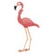 Cartoon pink flamingo. Funny flamingo with a neck tied in a knot. Vector illustration of an exotic bird for children.
