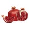 Cartoon pomegranate. Illustration of a pomegranate in a cut. A juicy summer fruit on a white background. Useful vitamin