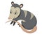 Cartoon possum.Vector illustration of possum. Drawing animal for children. Zoo for kids.