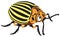 Cartoon potato beetle