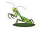 Cartoon praying mantis