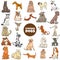 Cartoon purebred dogs characters large set