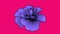 Cartoon purple flower