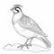 Cartoon Quail Coloring Page: Fun And Simple Quail Outline For Kids