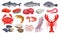 Cartoon raw seafood, fish, fresh salmon, lobster and squid. Ocean shrimp, tuna steak, shellfish and octopus tentacle