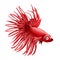 Cartoon red betta fish, siamese fighting fish, betta splendens crown tail isolated on white background. Vector cartoon