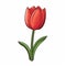 Cartoon Red Tulip: Simple And Playful Flower Illustration