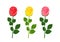 Cartoon roses red, yellow and pink isolated on white background. Garden flower buds