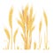Cartoon rye spikelet. Spikelets grain cereals whole barley, ears wheat, bouquet oat plants, farm seed, golden spike