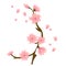 Cartoon Sakura Spring Flower Illustration