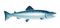 Cartoon salmon fish sea animal with sleek body