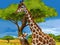 Cartoon scene with family of giraffes safari illustration for children