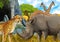 cartoon scene with giraffes rhinoceros rhino and cheetah on the meadow near some mountain safari illustration for children