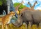 cartoon scene with giraffes rhinoceros rhino and cheetah on the meadow near some mountain safari illustration for children