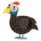 Cartoon scene guinea fowl is standing looking and smiling illustration