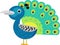 cartoon scene with peacock animal bird stading happy and proud isolated illustration for children