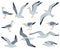 Cartoon seagull birds, sitting, flying and walking gulls birds. Marine seabird, atlantic gulls characters isolated