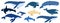 Cartoon set of whales. Beluga, killer whale, humpback whale, cachalot, blue whale, dolphin, bowhead, southern right