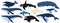 Cartoon set of whales. Beluga, killer whale, humpback whale, cachalot, blue whale, dolphin, bowhead, southern right