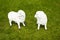 Cartoon sheep on the grass