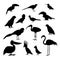 Cartoon Silhouette Black Exotic Bird Icon Set. Vector