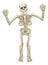 Cartoon Skeleton Character