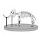 Cartoon skeleton of mammoth on paleontology in museum of prehistory. white background isolated vector illustration