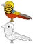 Cartoon sketchbook asian animal bird pheasant on white background illustration
