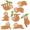 Cartoon sloths. Cute sloth hanging on branch in amazon rainforest. Lazy jungle animal vector characters