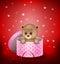 Cartoon small bear in a gift box