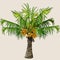 Cartoon small palm tree with coconuts